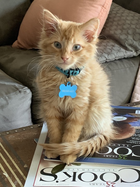 Entry image for Finn. Clicking this image will show a larger photo