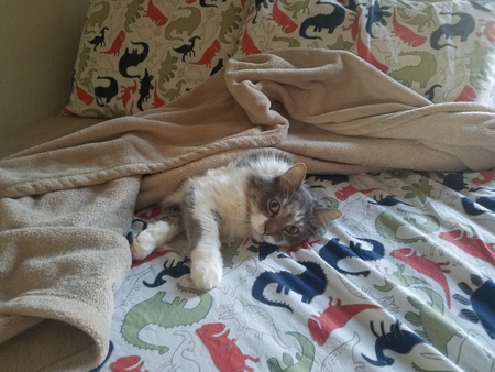 Entry image for Ernest. Clicking this image will show a larger photo