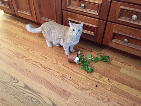 Entry image for Ziv. Clicking this image will show a larger photo