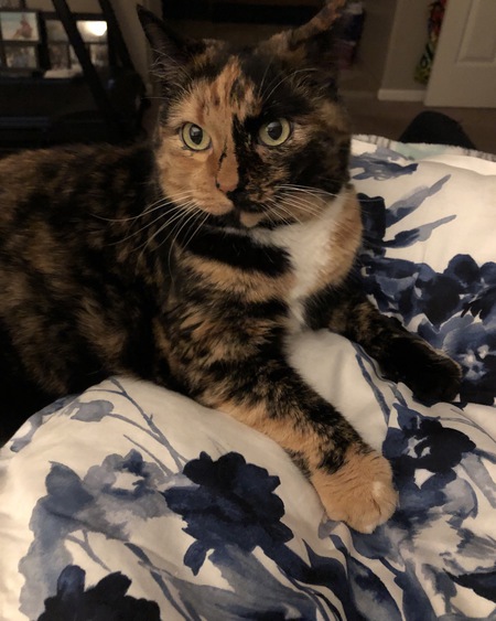 Entry image for Edison. Clicking this image will show a larger photo