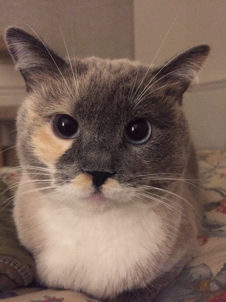 Entry image for Lily. Clicking this image will show a larger photo