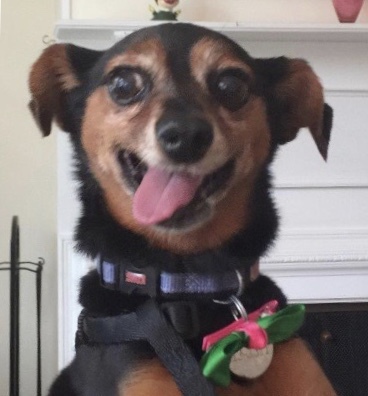 Entry image for Boo. Clicking this image will show a larger photo