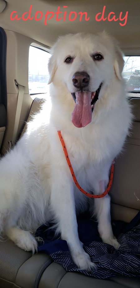 Entry image for Sully. Clicking this image will show a larger photo