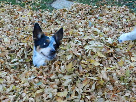 Entry image for Drango. Clicking this image will show a larger photo