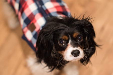 Entry image for  Clancy. Clicking this image will show a larger photo