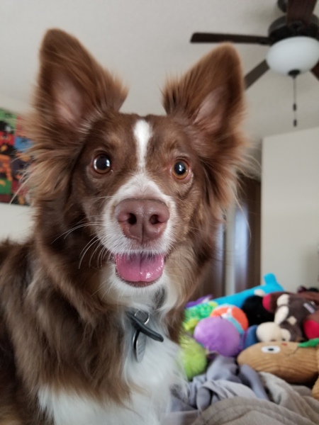 Entry image for Theo. Clicking this image will show a larger photo