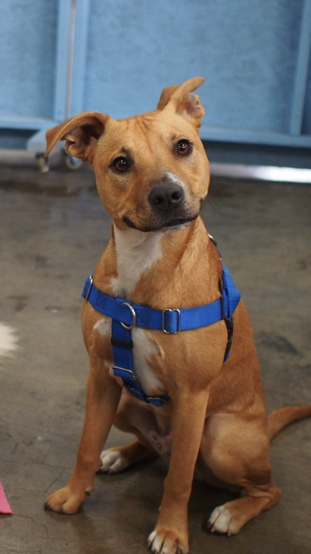 Entry image for Dodge. Clicking this image will show a larger photo