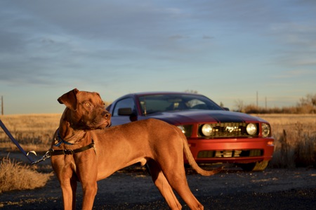 Entry image for Harvey. Clicking this image will show a larger photo