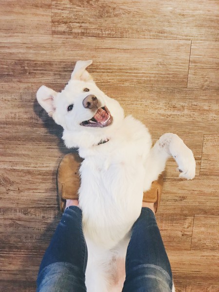 Entry image for Luna. Clicking this image will show a larger photo