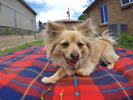 Entry image for Penny . Clicking this image will show a larger photo