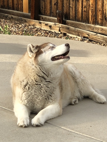 Entry image for Brennan. Clicking this image will show a larger photo