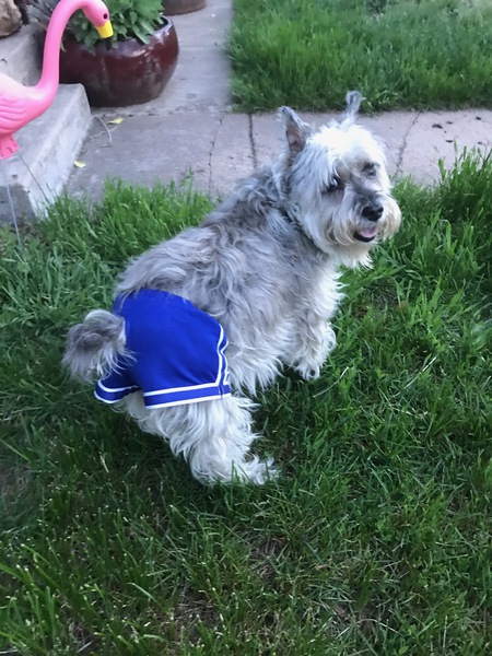 Entry image for Iggy pup. Clicking this image will show a larger photo