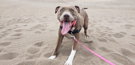 Entry image for Starr. Clicking this image will show a larger photo