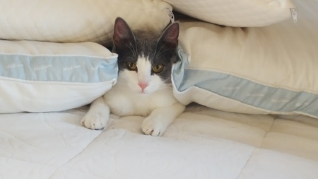 Entry image for Flurry. Clicking this image will show a larger photo