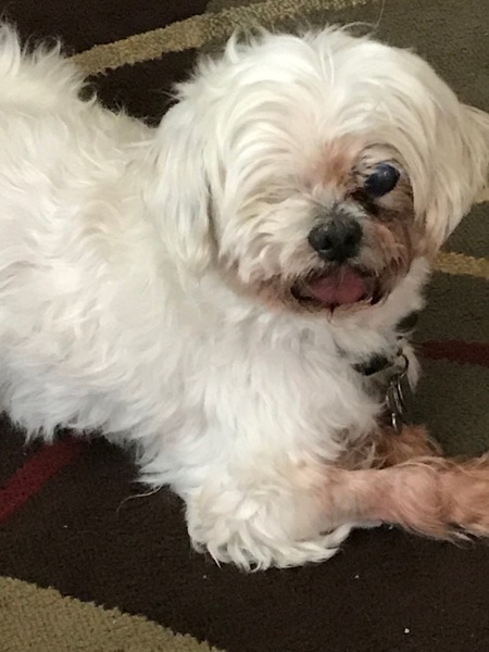 Entry image for Papillon. Clicking this image will show a larger photo