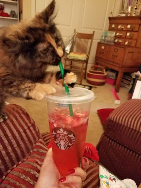 Entry image for Truffles . Clicking this image will show a larger photo