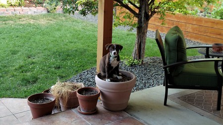 Entry image for Molly Brown. Clicking this image will show a larger photo