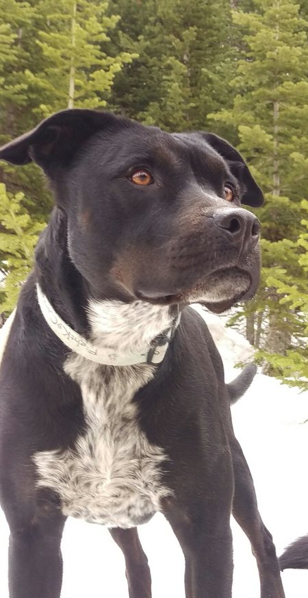 Entry image for Hapa. Clicking this image will show a larger photo