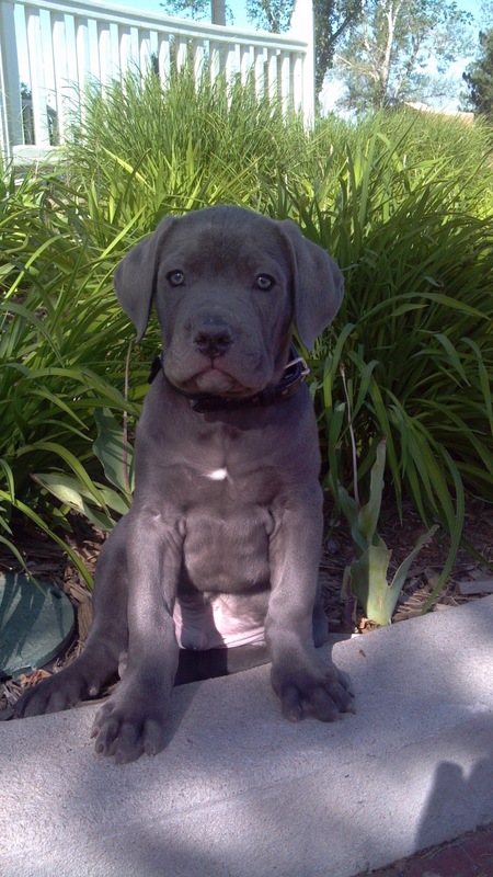 Entry image for Luigi. Clicking this image will show a larger photo