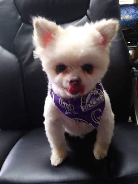 Entry image for Timmy. Clicking this image will show a larger photo