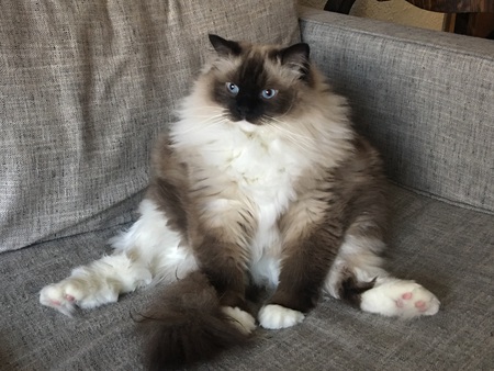 Entry image for Oscar. Clicking this image will show a larger photo