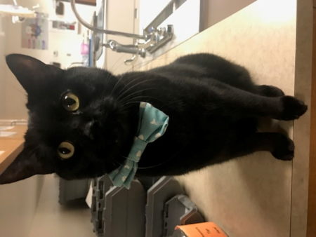 Entry image for Ranger. Clicking this image will show a larger photo