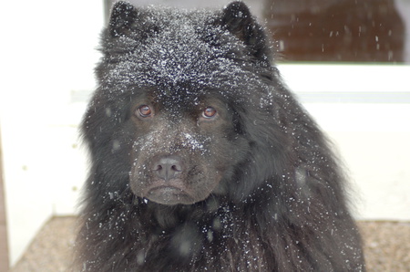 Entry image for MICKEY. Clicking this image will show a larger photo