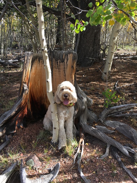 Entry image for Murphy. Clicking this image will show a larger photo