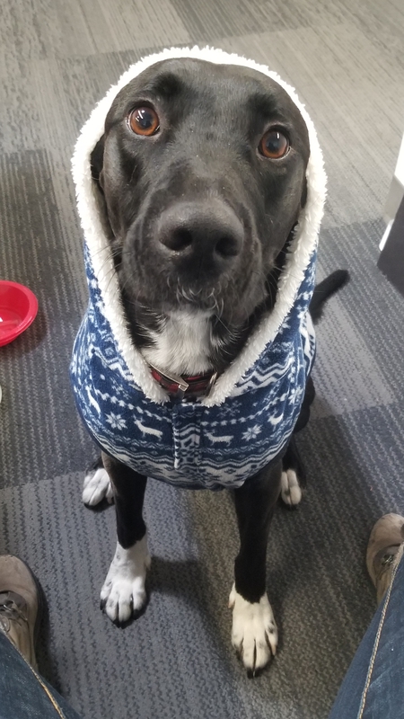 Entry image for Penny. Clicking this image will show a larger photo