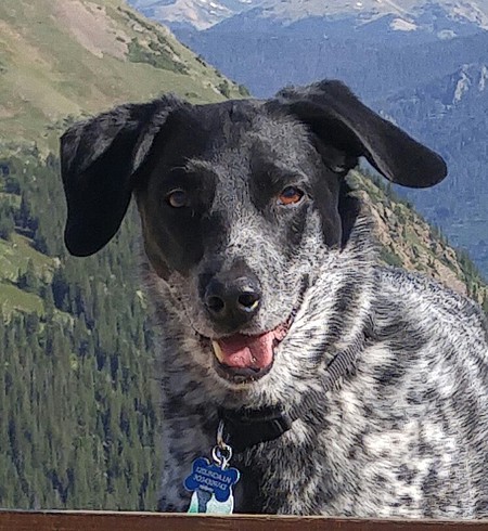 Entry image for Luci. Clicking this image will show a larger photo