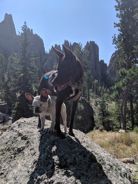 Entry image for Beatrice and Pig. Clicking this image will show a larger photo