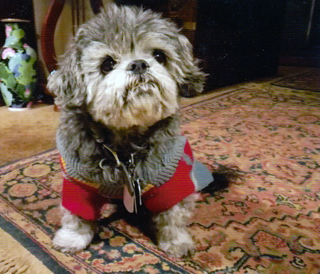 Entry image for Ming Toy. Clicking this image will show a larger photo