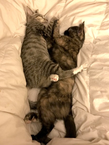 Entry image for Skye and Emma. Clicking this image will show a larger photo