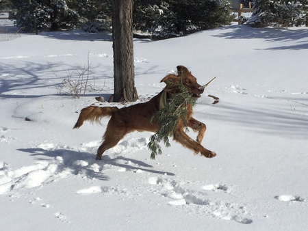 Entry image for Jaxson. Clicking this image will show a larger photo