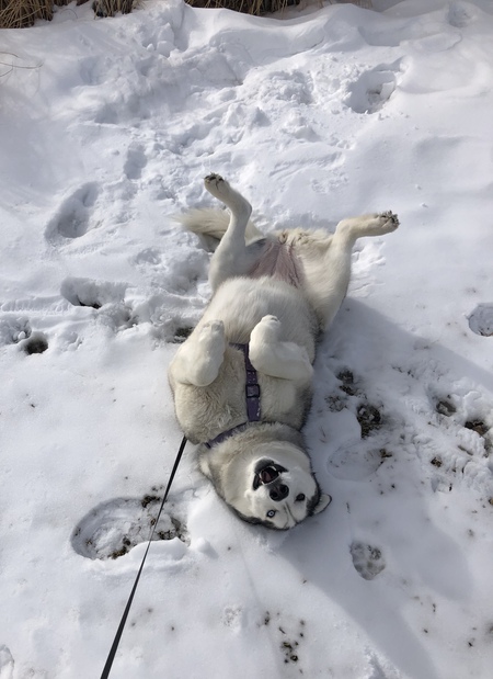 Entry image for Lakota. Clicking this image will show a larger photo