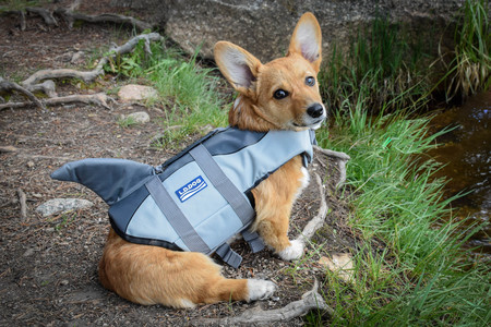 Entry image for Kibbles . Clicking this image will show a larger photo