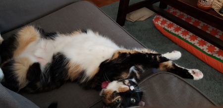 Entry image for Willow. Clicking this image will show a larger photo