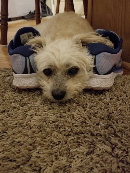 Entry image for Bogi. Clicking this image will show a larger photo