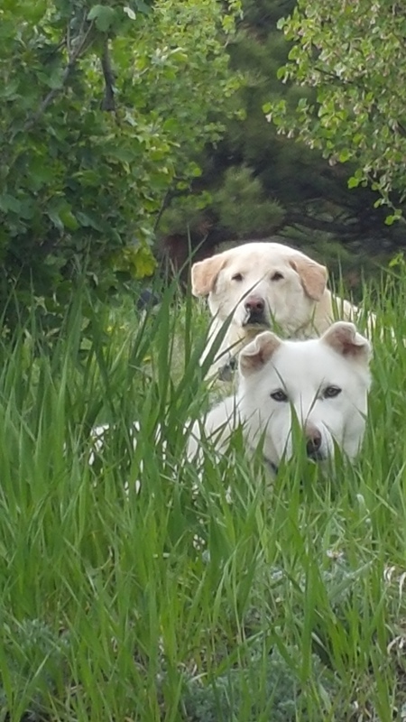 Entry image for Olaf and Cody. Clicking this image will show a larger photo