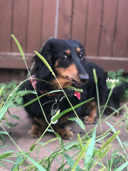 Entry image for Mira. Clicking this image will show a larger photo