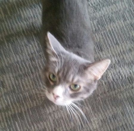 Entry image for Joey . Clicking this image will show a larger photo