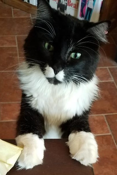 Entry image for Hunter. Clicking this image will show a larger photo