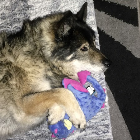 Entry image for Trooper. Clicking this image will show a larger photo