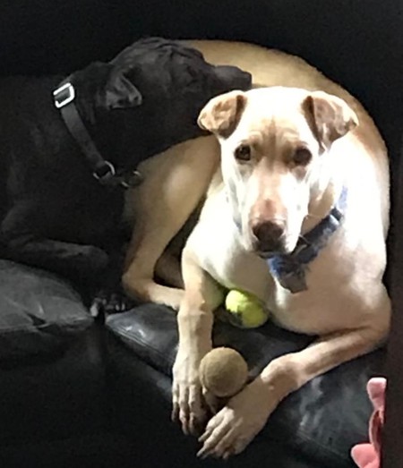 Entry image for Bucky and Moxie. Clicking this image will show a larger photo