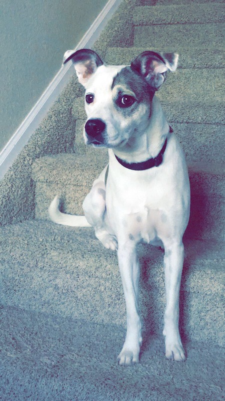 Entry image for Harley. Clicking this image will show a larger photo