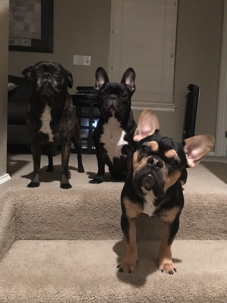 Entry image for Mylie, Tyson & Loki. Clicking this image will show a larger photo