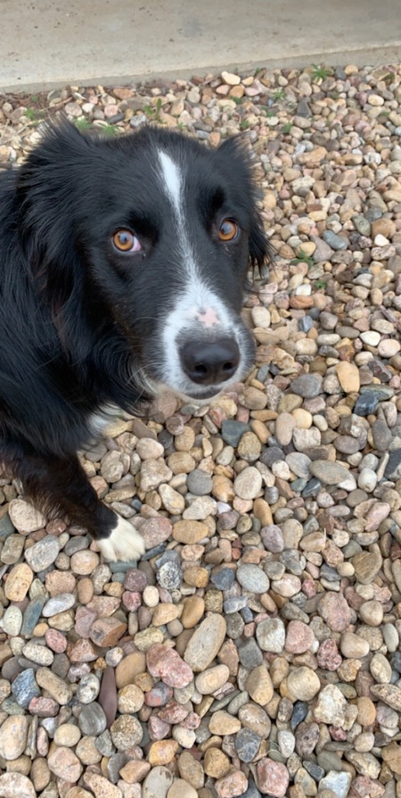 Entry image for Henry. Clicking this image will show a larger photo