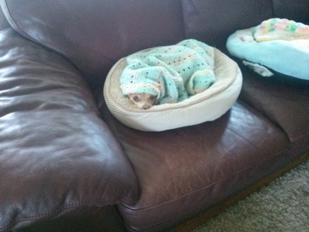 Entry image for Tigger. Clicking this image will show a larger photo