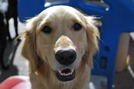 Entry image for Sophie . Clicking this image will show a larger photo