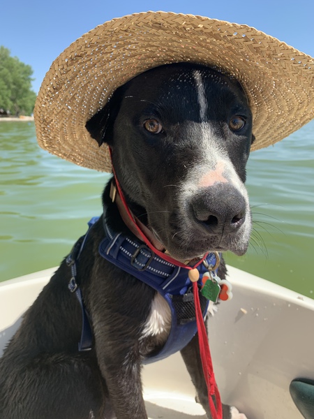 Entry image for Cooper Jay. Clicking this image will show a larger photo